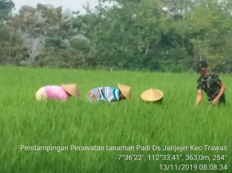 Tampak Babinsa Koramil Trawas Sertu Sudarman saat mendampingi petani menyiangi gulma di Desa Jatijejer